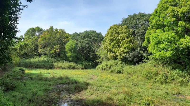 Agricultural Lot for sale in Botolan - image 3