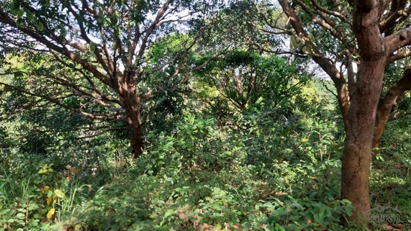 Agricultural Lot for sale in Botolan - image 4