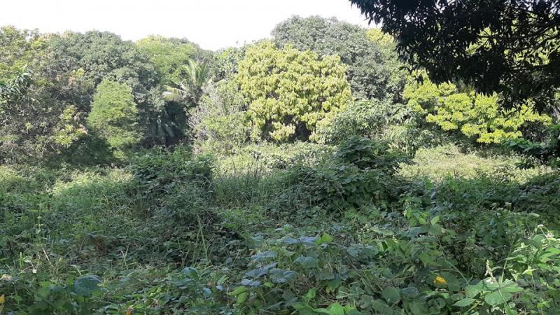 Agricultural Lot for sale in Botolan - image 5