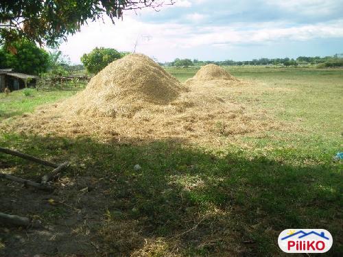 Agricultural Lot for sale in San Antonio in Philippines