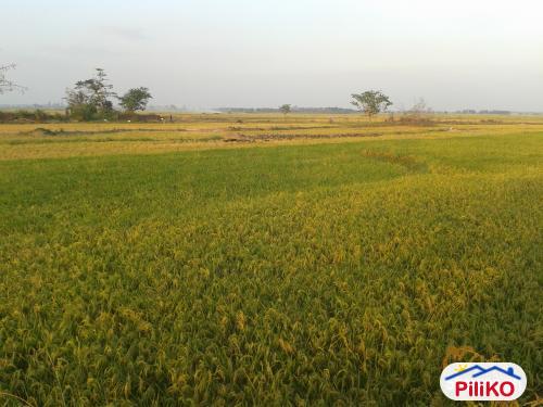Agricultural Lot for sale in Concepcion in Philippines
