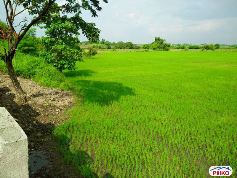Agricultural Lot for sale in Capas - image 4