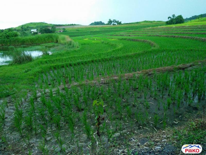 Agricultural Lot for sale in San Jose in Philippines