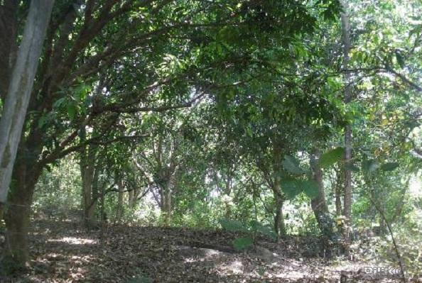 Land and Farm for sale in Botolan in Philippines
