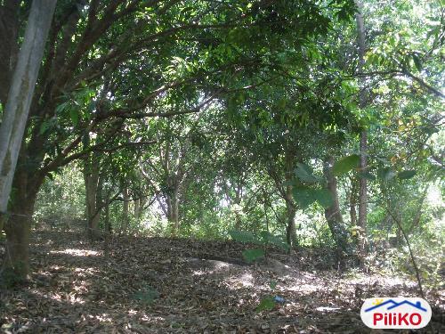Picture of Agricultural Lot for sale in Cabangan in Zambales