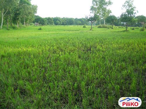 Picture of Agricultural Lot for sale in Botolan in Zambales