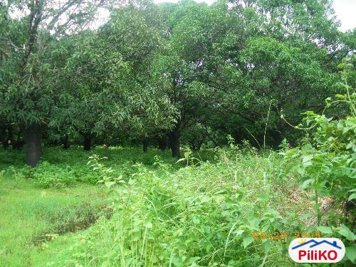 Picture of Agricultural Lot for sale in Palauig in Zambales