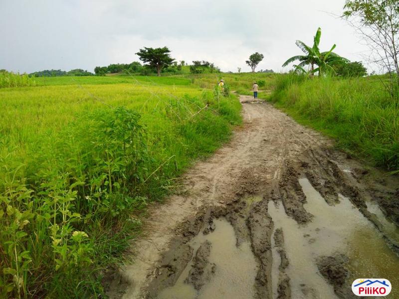 Picture of Agricultural Lot for sale in San Jose in Tarlac