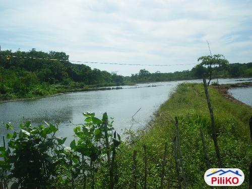 Picture of Agricultural Lot for sale in Palauig in Philippines