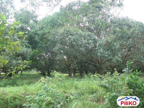 Picture of Agricultural Lot for sale in Palauig in Philippines