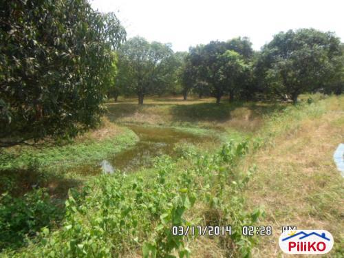Picture of Agricultural Lot for sale in Capas in Philippines