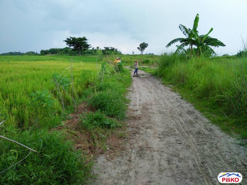Picture of Agricultural Lot for sale in San Jose in Philippines