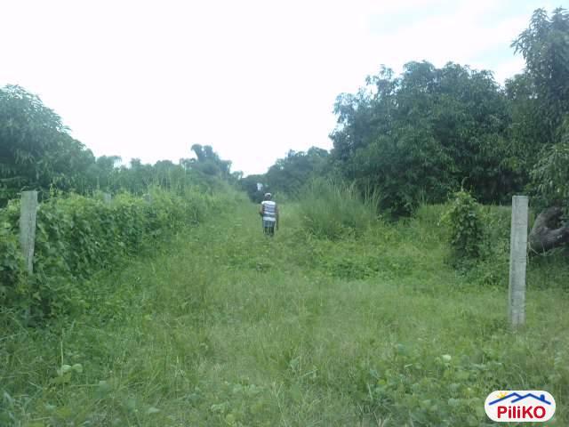 Picture of Agricultural Lot for sale in Concepcion in Philippines