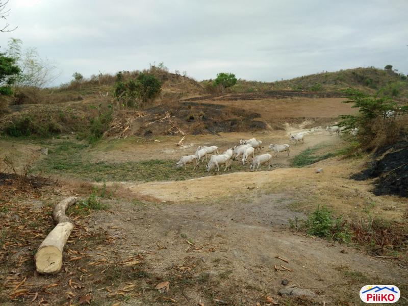 Agricultural Lot for sale in San Jose in Philippines - image