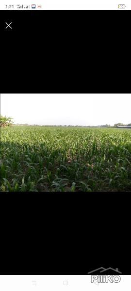 Agricultural Lot for sale in Magalang - image 2