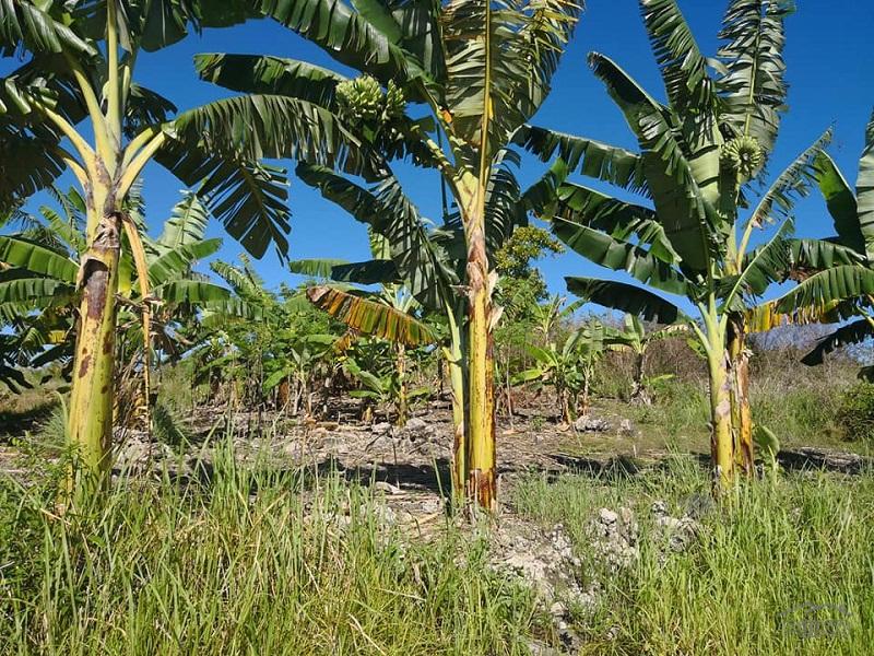 Agricultural Lot for sale in Naga in Philippines - image