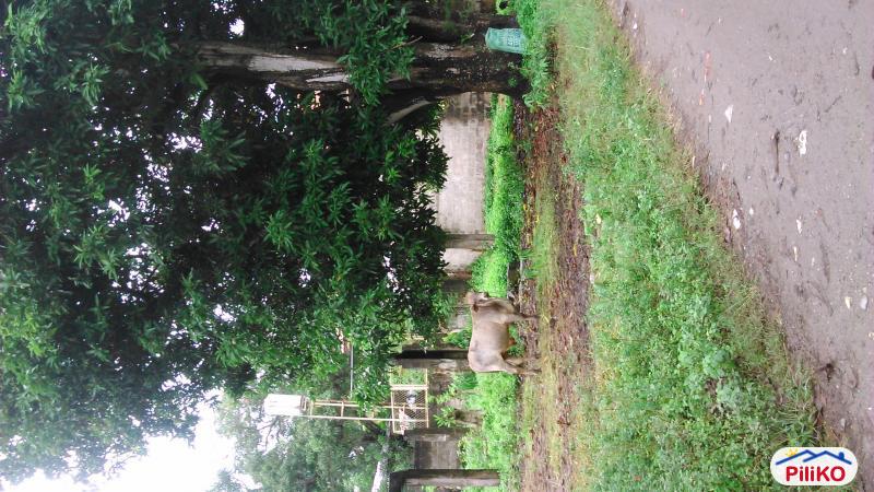 Residential Lot for sale in Sibulan - image 3