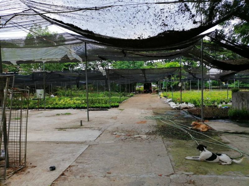 Pictures of Land and Farm for sale in Baliuag