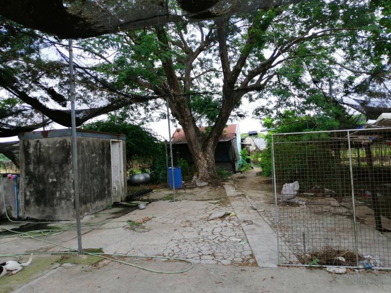 Picture of Land and Farm for sale in Baliuag in Philippines