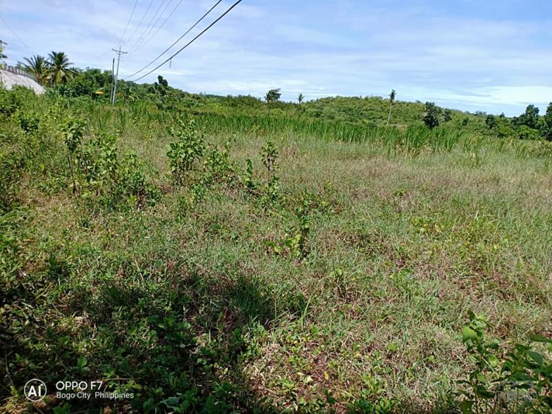 Picture of Residential Lot for sale in Bogo in Philippines