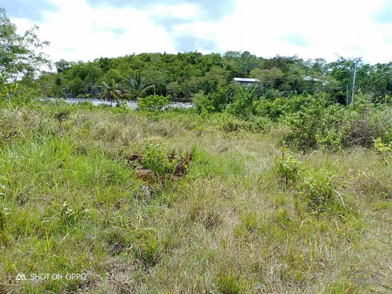 Lot for sale in Bogo - image 11