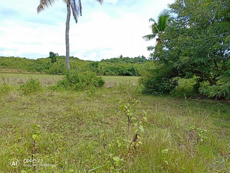 Lot for sale in Bogo - image 11
