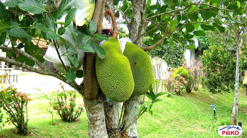 Picture of Commercial Lot for sale in Santo Tomas in Philippines