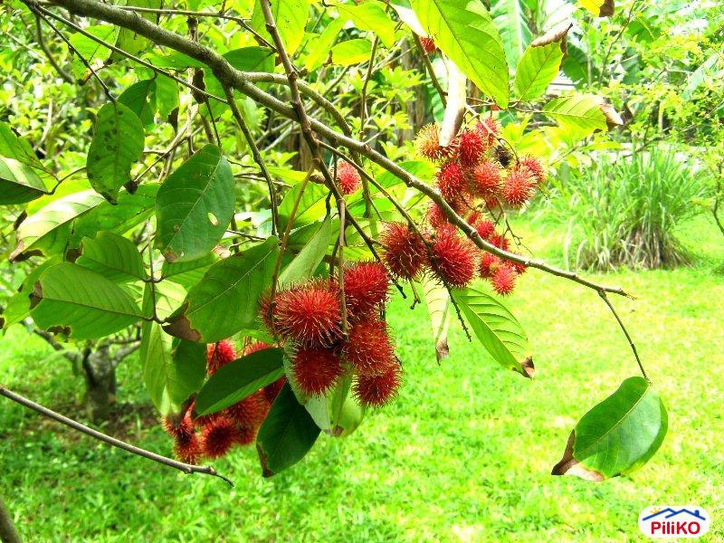 Commercial Lot for sale in Santo Tomas in Batangas - image