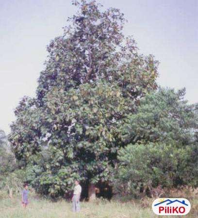 Agricultural Lot for sale in Victoria - image 10