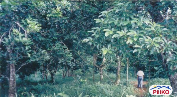 Agricultural Lot for sale in Victoria - image 2