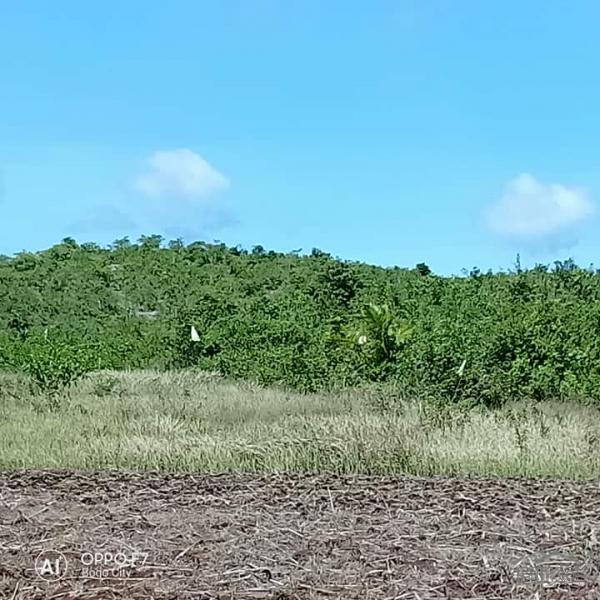 Lot for sale in Bogo - image 3