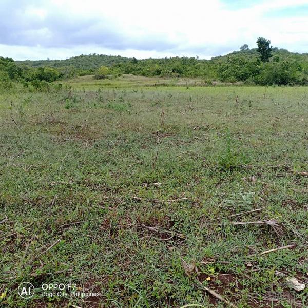 Lot for sale in Bogo - image 5