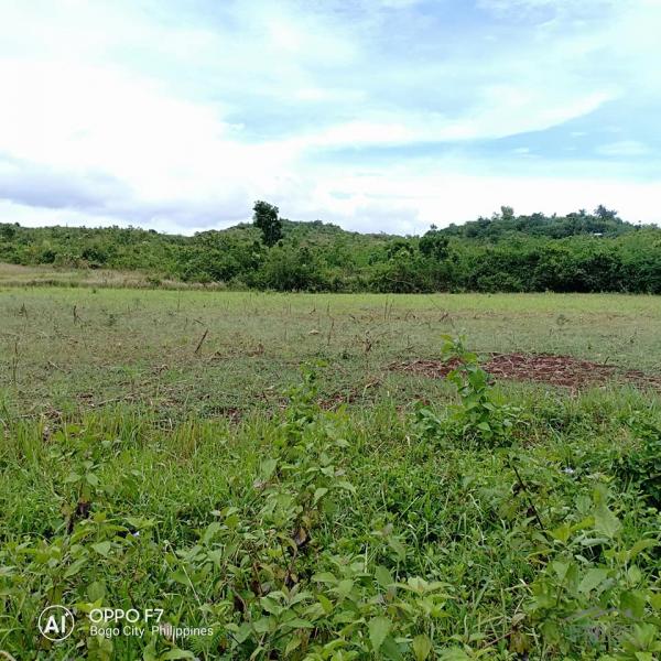 Picture of Lot for sale in Bogo in Philippines