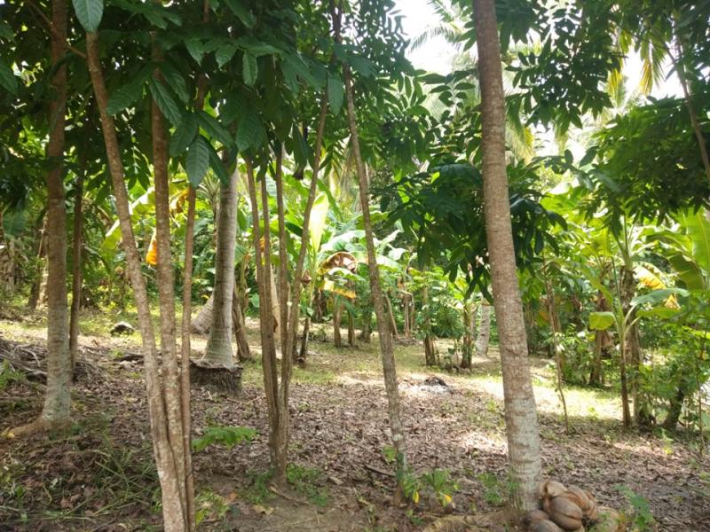 3 bedroom Land and Farm for sale in San Juan in Batangas - image