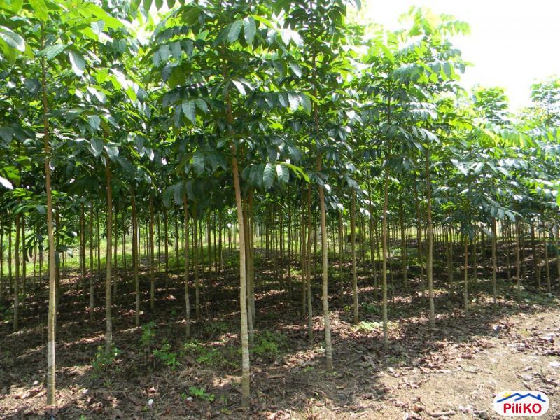 Agricultural Lot for sale in Guinobatan - image 3