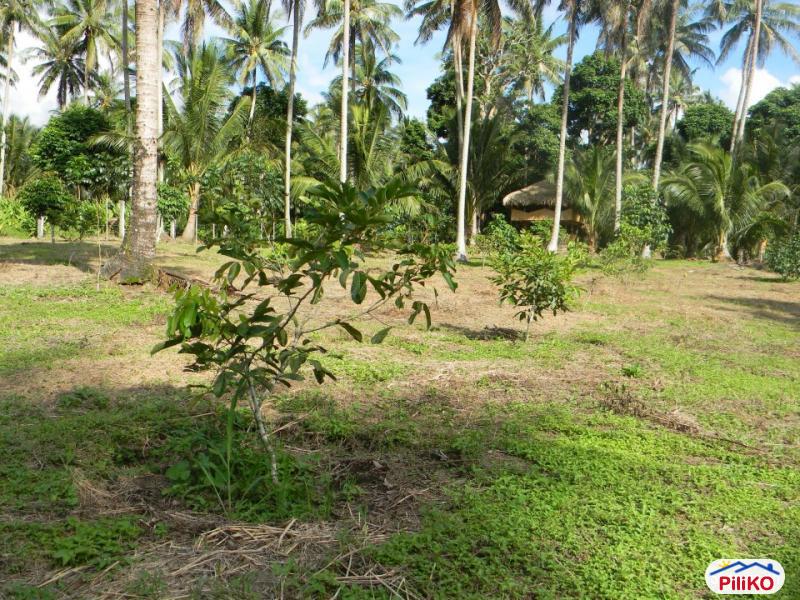 Agricultural Lot for sale in Guinobatan 452072 Photo 4