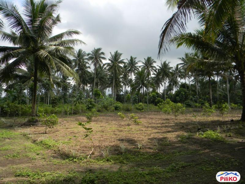 Agricultural Lot for sale in Guinobatan 452072 Photo 7