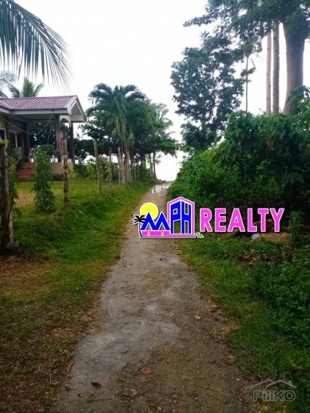 2 bedroom House and Lot for sale in Daanbantayan in Cebu - image