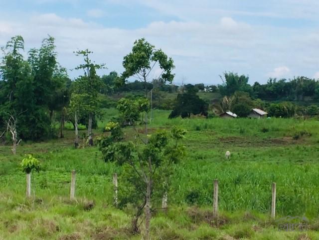 Picture of Land and Farm for sale in Zamboanguita in Philippines