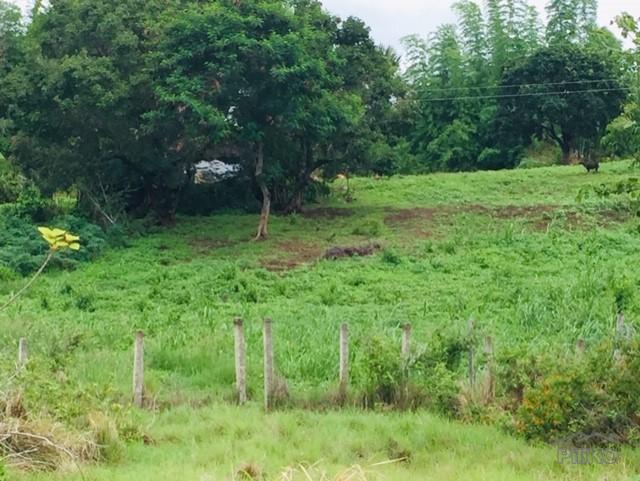 Land and Farm for sale in Zamboanguita in Negros Oriental - image