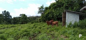 Agricultural Lot for sale in Dauin - image 10