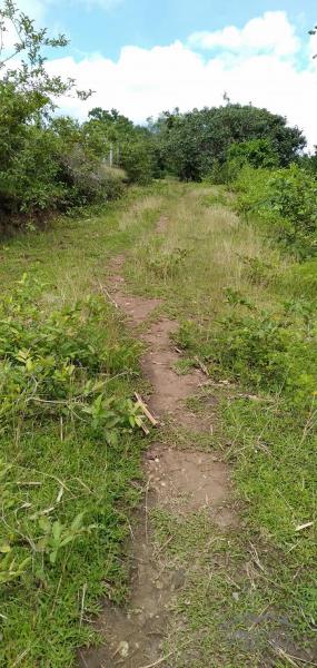 Agricultural Lot for sale in Dauin - image 11