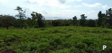 Picture of Agricultural Lot for sale in Dauin
