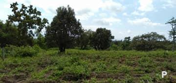 Agricultural Lot for sale in Dauin