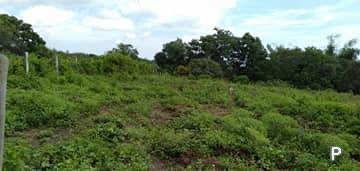 Agricultural Lot for sale in Dauin - image 5