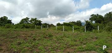 Picture of Agricultural Lot for sale in Dauin in Philippines