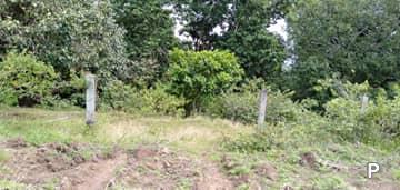 Agricultural Lot for sale in Dauin - image 8