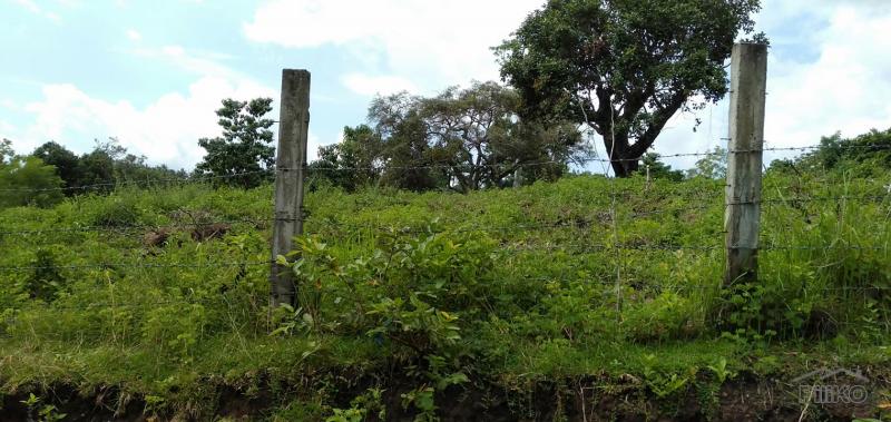 Agricultural Lot for sale in Dauin - image 9