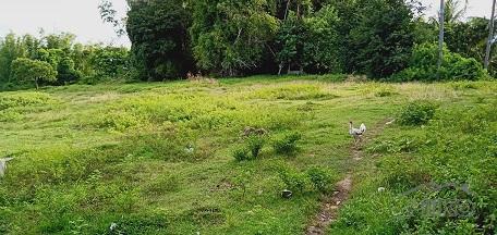 Land and Farm for sale in Dauin - image 10