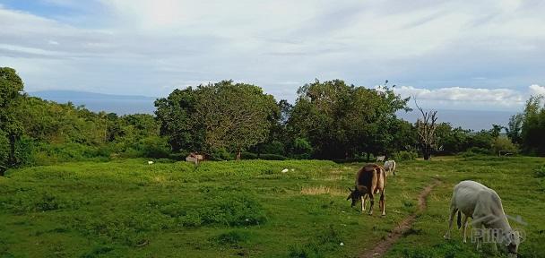 Land and Farm for sale in Dauin - image 11